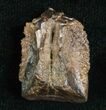 Triceratops Shed Tooth - #5698-1